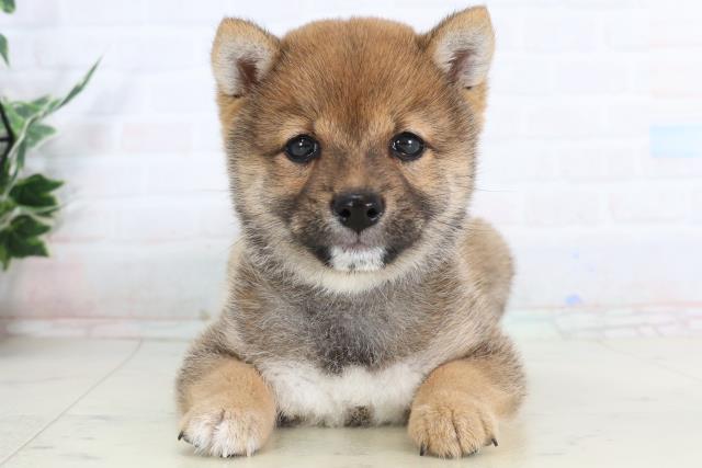 香川県の豆柴 (Coo&RIKU高松上福岡店/2026年1月28日生まれ/女の子/赤)の子犬の1枚目の画像