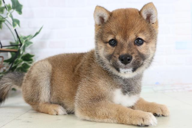 香川県の豆柴 (Coo&RIKU高松上福岡店/2026年1月28日生まれ/女の子/赤)の子犬の2枚目の画像