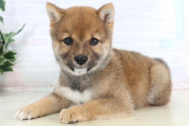 香川県の豆柴 (Coo&RIKU高松上福岡店/2026年1月28日生まれ/女の子/赤)の子犬の3枚目の画像