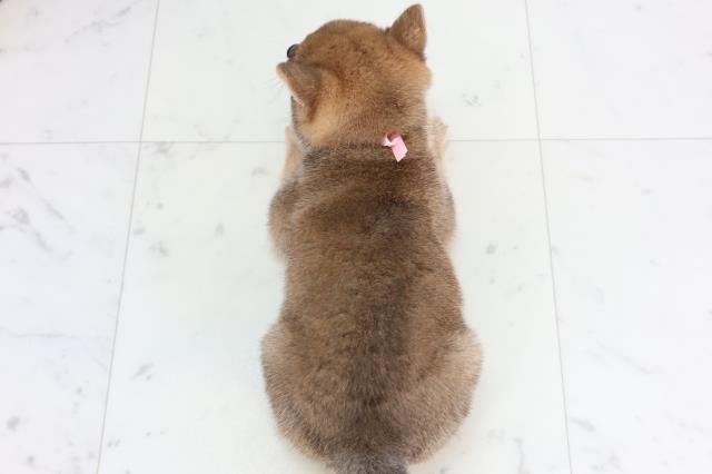 香川県の豆柴 (Coo&RIKU高松上福岡店/2026年1月28日生まれ/女の子/赤)の子犬の4枚目の画像