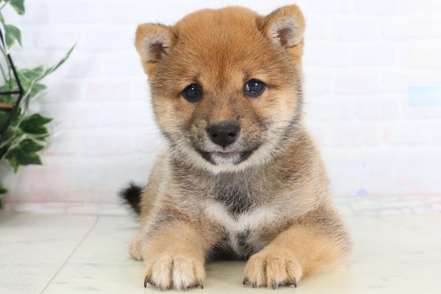 愛媛県の豆柴 (Coo&RIKUイオンタウン川之江店/2026年1月28日生まれ/女の子/赤)の子犬