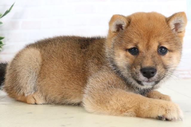 愛媛県の豆柴 (Coo&RIKUイオンタウン川之江店/2026年1月28日生まれ/女の子/赤)の子犬の2枚目の画像