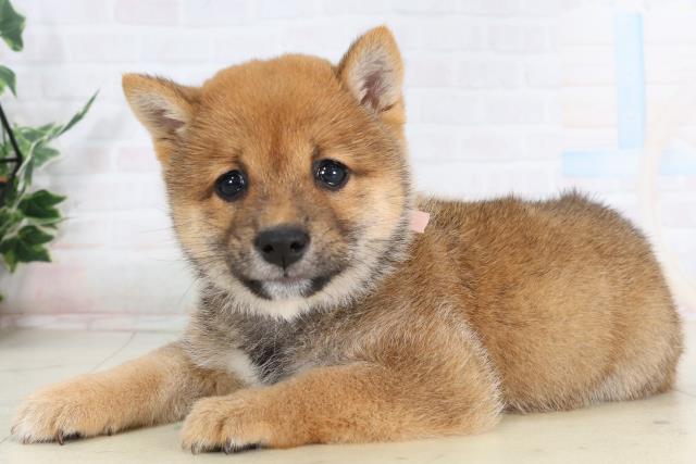 愛媛県の豆柴 (Coo&RIKUイオンタウン川之江店/2026年1月28日生まれ/女の子/赤)の子犬の3枚目の画像