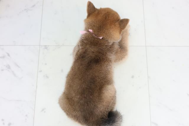 愛媛県の豆柴 (Coo&RIKUイオンタウン川之江店/2026年1月28日生まれ/女の子/赤)の子犬の4枚目の画像