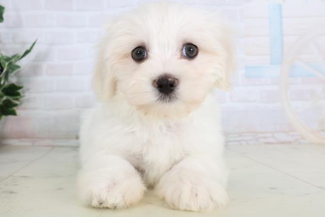 広島県のマルチーズ (Coo&RIKU東広島店/2026年1月28日生まれ/男の子/ホワイト)の子犬の1枚目の画像