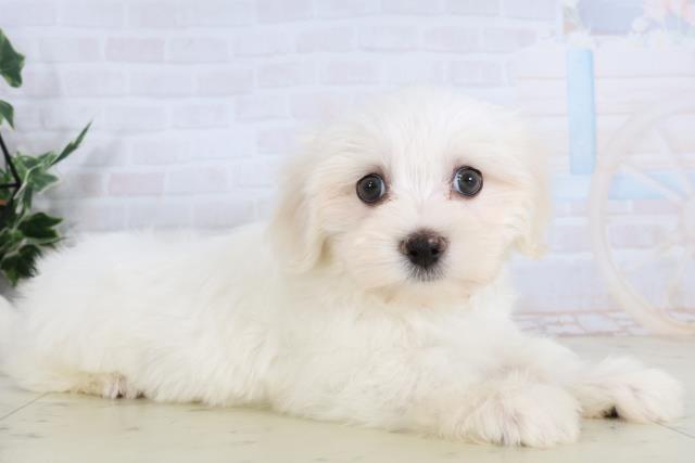 広島県のマルチーズ (Coo&RIKU東広島店/2026年1月28日生まれ/男の子/ホワイト)の子犬の2枚目の画像