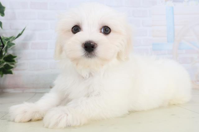 広島県のマルチーズ (Coo&RIKU東広島店/2026年1月28日生まれ/男の子/ホワイト)の子犬の3枚目の画像