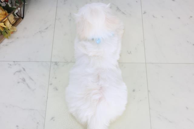 広島県のマルチーズ (Coo&RIKU東広島店/2026年1月28日生まれ/男の子/ホワイト)の子犬の4枚目の画像