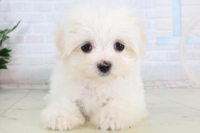 鳥取県のマルチーズ (Coo&RIKUラ・ムー鳥取東店/2026年1月28日生まれ/女の子/ホワイト)の子犬の1枚目の画像