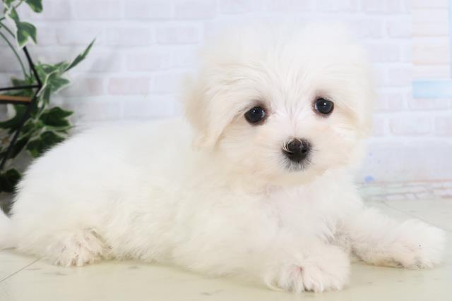 鳥取県のマルチーズ (Coo&RIKUラ・ムー鳥取東店/2026年1月28日生まれ/女の子/ホワイト)の子犬の2枚目の画像