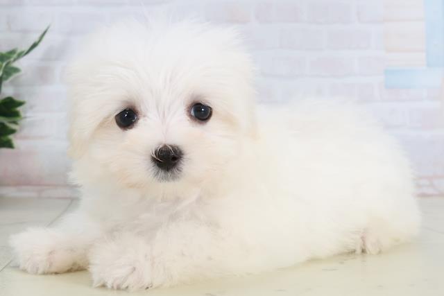 鳥取県のマルチーズ (Coo&RIKUラ・ムー鳥取東店/2026年1月28日生まれ/女の子/ホワイト)の子犬の3枚目の画像