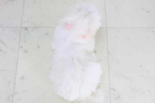 鳥取県のマルチーズ (Coo&RIKUラ・ムー鳥取東店/2026年1月28日生まれ/女の子/ホワイト)の子犬の4枚目の画像