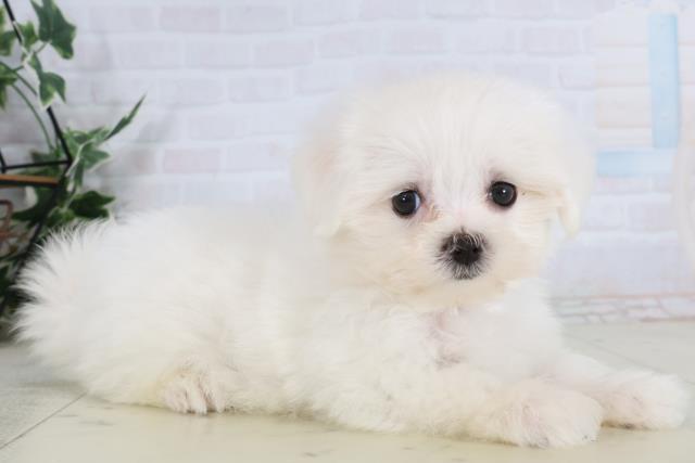 長崎県のマルチーズ (Coo&RIKU大村店/2026年1月28日生まれ/女の子/ホワイト)の子犬の2枚目の画像