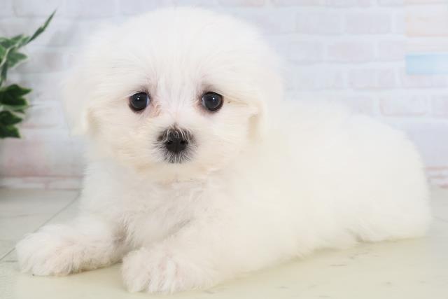長崎県のマルチーズ (Coo&RIKU大村店/2026年1月28日生まれ/女の子/ホワイト)の子犬の3枚目の画像