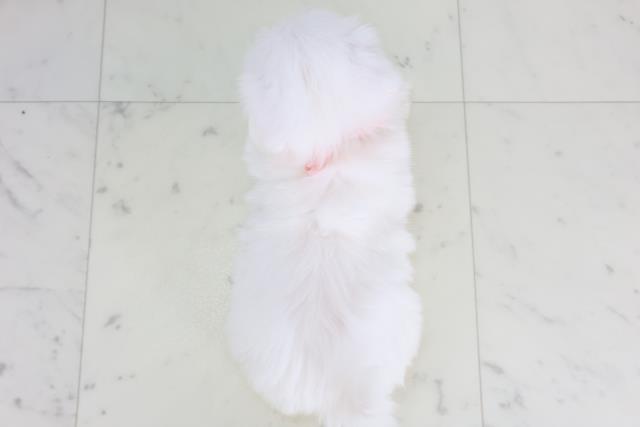 長崎県のマルチーズ (Coo&RIKU大村店/2026年1月28日生まれ/女の子/ホワイト)の子犬の4枚目の画像