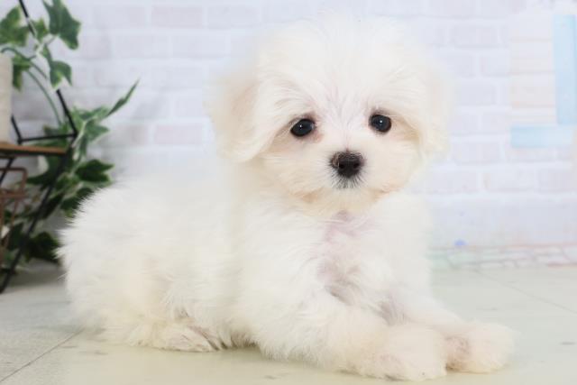 熊本県のマルチーズ (Coo&RIKUカリーノ玉名店/2026年1月28日生まれ/女の子/ホワイト)の子犬の2枚目の画像