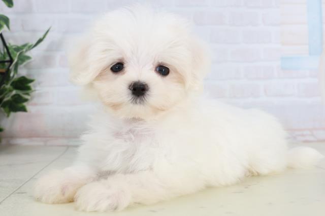 熊本県のマルチーズ (Coo&RIKUカリーノ玉名店/2026年1月28日生まれ/女の子/ホワイト)の子犬の3枚目の画像