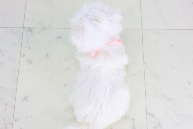 熊本県のマルチーズ (Coo&RIKUカリーノ玉名店/2026年1月28日生まれ/女の子/ホワイト)の子犬の4枚目の画像