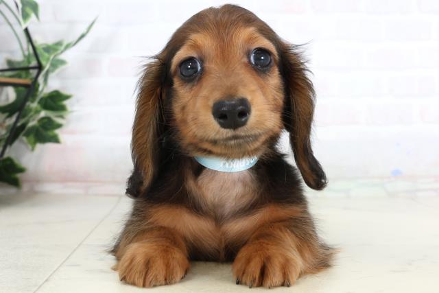 カニンヘンダックスフンド