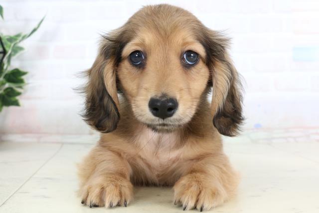 カニンヘンダックスフンド