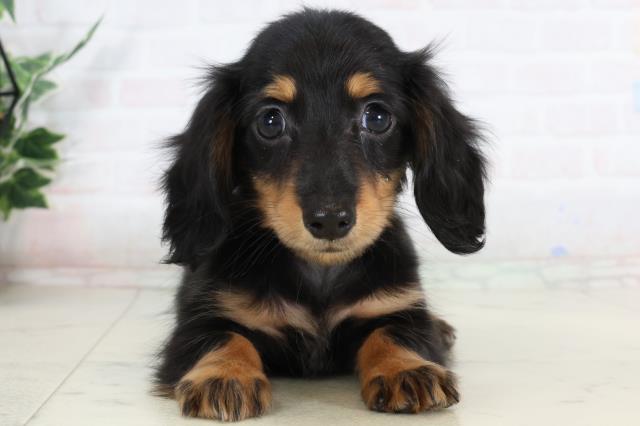 カニンヘンダックスフンド