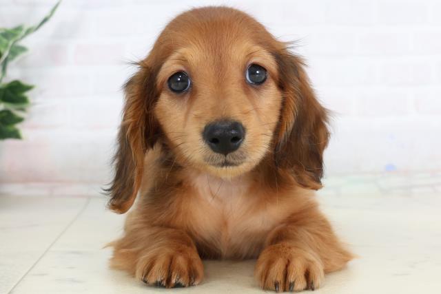 カニンヘンダックスフンド