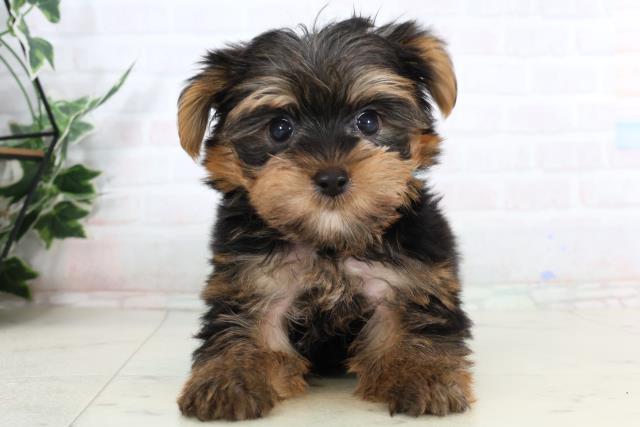 福岡県のヨークシャーテリア (Coo&RIKU久留米店/2026年1月29日生まれ/男の子/スチールブルータン)の子犬の1枚目の画像