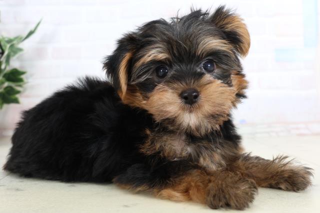 福岡県のヨークシャーテリア (Coo&RIKU久留米店/2026年1月29日生まれ/男の子/スチールブルータン)の子犬の2枚目の画像