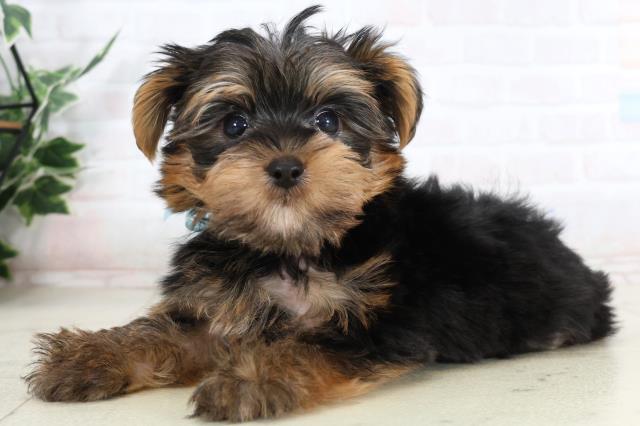 福岡県のヨークシャーテリア (Coo&RIKU久留米店/2026年1月29日生まれ/男の子/スチールブルータン)の子犬の3枚目の画像