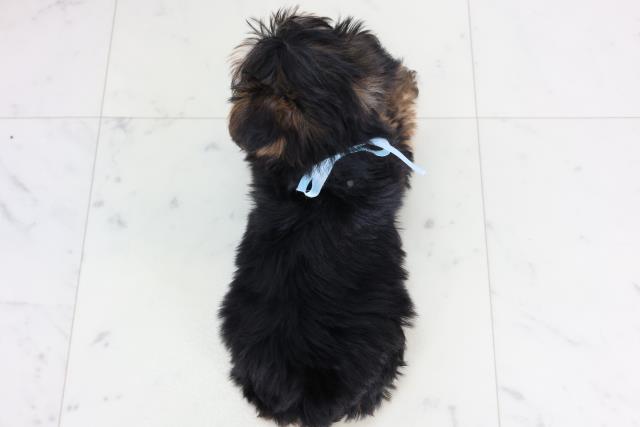 福岡県のヨークシャーテリア (Coo&RIKU久留米店/2026年1月29日生まれ/男の子/スチールブルータン)の子犬の4枚目の画像