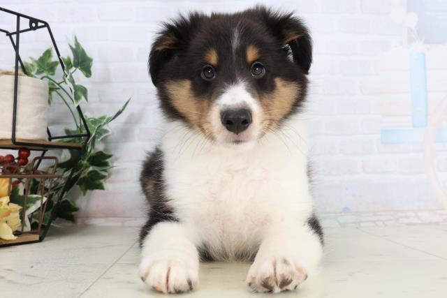 広島県のシェットランドシープドッグ (Coo&RIKU福山店/2026年1月29日生まれ/男の子/ブラックタンホワイト)の子犬の1枚目の画像