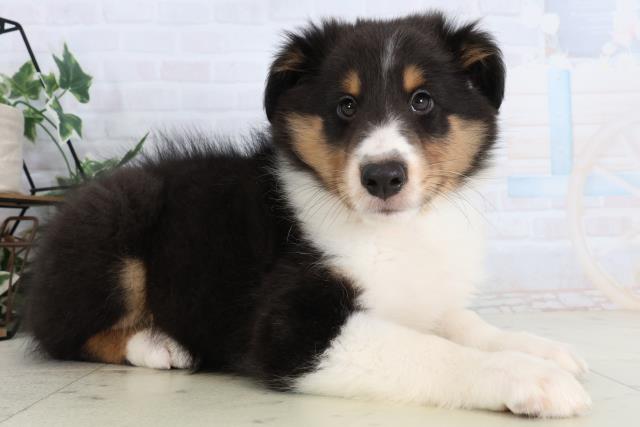 広島県のシェットランドシープドッグ (Coo&RIKU福山店/2026年1月29日生まれ/男の子/ブラックタンホワイト)の子犬の2枚目の画像