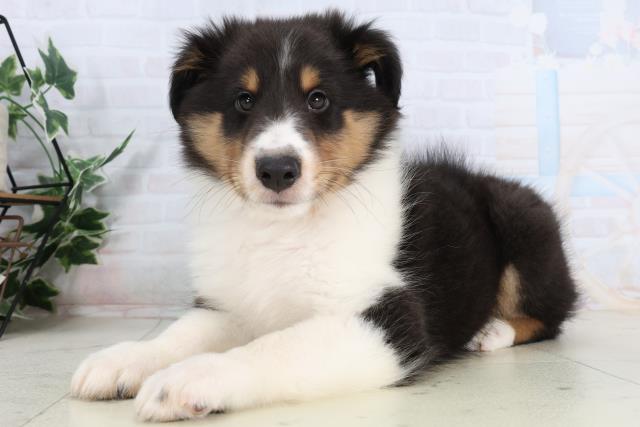 広島県のシェットランドシープドッグ (Coo&RIKU福山店/2026年1月29日生まれ/男の子/ブラックタンホワイト)の子犬の3枚目の画像