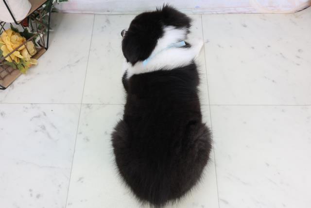 広島県のシェットランドシープドッグ (Coo&RIKU福山店/2026年1月29日生まれ/男の子/ブラックタンホワイト)の子犬の4枚目の画像