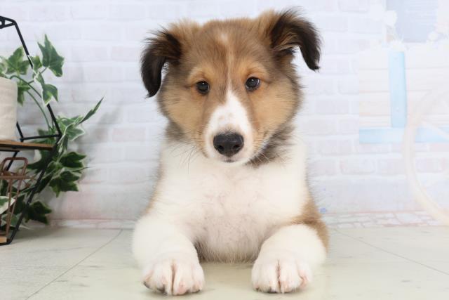 福岡県のシェットランドシープドッグ (Coo&RIKU小倉店/2026年1月29日生まれ/男の子/セーブルホワイト)の子犬の1枚目の画像