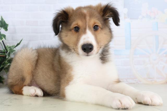 福岡県のシェットランドシープドッグ (Coo&RIKU小倉店/2026年1月29日生まれ/男の子/セーブルホワイト)の子犬の2枚目の画像