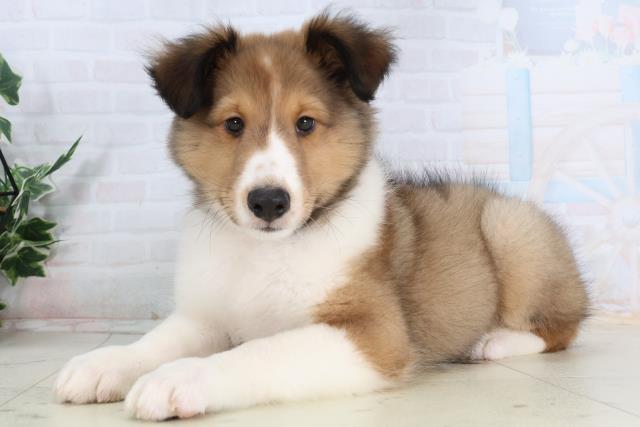 福岡県のシェットランドシープドッグ (Coo&RIKU小倉店/2026年1月29日生まれ/男の子/セーブルホワイト)の子犬の3枚目の画像