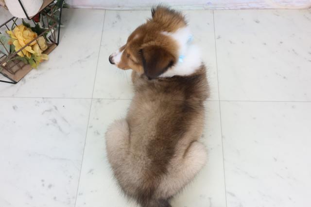 福岡県のシェットランドシープドッグ (Coo&RIKU小倉店/2026年1月29日生まれ/男の子/セーブルホワイト)の子犬の4枚目の画像