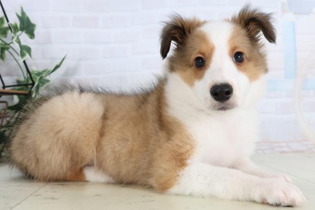 岡山県のシェットランドシープドッグ (Coo&RIKU岡山店/2026年1月29日生まれ/男の子/セーブルホワイト)の子犬の2枚目の画像