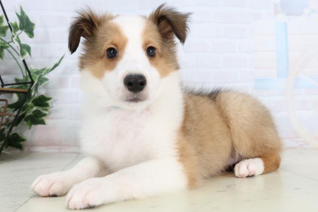 岡山県のシェットランドシープドッグ (Coo&RIKU岡山店/2026年1月29日生まれ/男の子/セーブルホワイト)の子犬の3枚目の画像