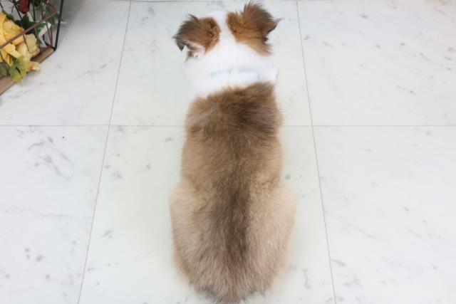 岡山県のシェットランドシープドッグ (Coo&RIKU岡山店/2026年1月29日生まれ/男の子/セーブルホワイト)の子犬の4枚目の画像