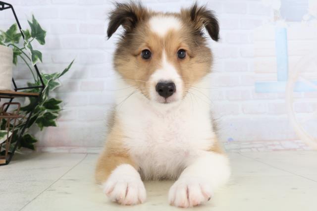 鳥取県のシェットランドシープドッグ (Coo&RIKUラ・ムー鳥取東店/2026年1月29日生まれ/男の子/セーブルホワイト)の子犬の1枚目の画像