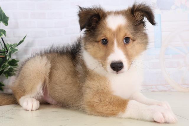 鳥取県のシェットランドシープドッグ (Coo&RIKUラ・ムー鳥取東店/2026年1月29日生まれ/男の子/セーブルホワイト)の子犬の2枚目の画像