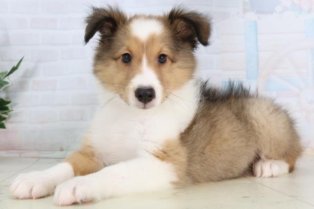 鳥取県のシェットランドシープドッグ (Coo&RIKUラ・ムー鳥取東店/2026年1月29日生まれ/男の子/セーブルホワイト)の子犬の3枚目の画像