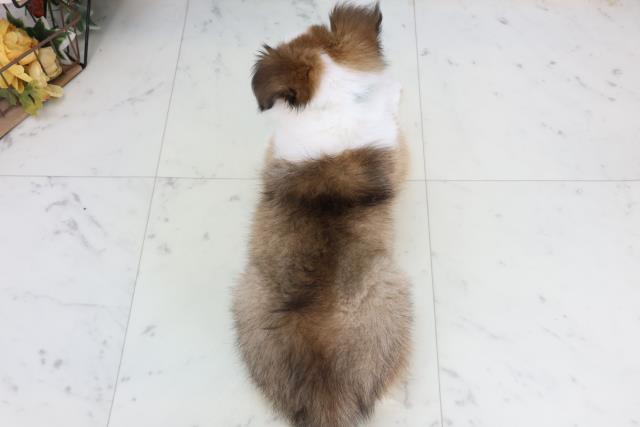 鳥取県のシェットランドシープドッグ (Coo&RIKUラ・ムー鳥取東店/2026年1月29日生まれ/男の子/セーブルホワイト)の子犬の4枚目の画像