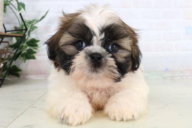 高知県のシーズー (Coo&RIKU高知御座店/2026年2月1日生まれ/男の子/ゴールドホワイト)の子犬の1枚目の画像