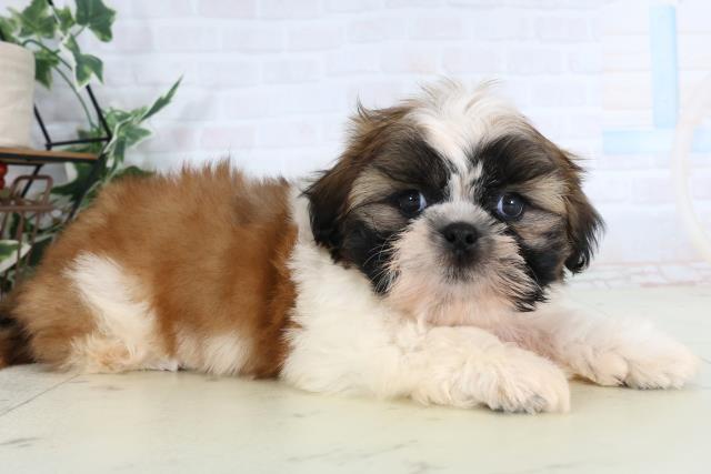 高知県のシーズー (Coo&RIKU高知御座店/2026年2月1日生まれ/男の子/ゴールドホワイト)の子犬の2枚目の画像