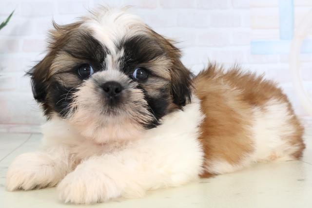 高知県のシーズー (Coo&RIKU高知御座店/2026年2月1日生まれ/男の子/ゴールドホワイト)の子犬の3枚目の画像