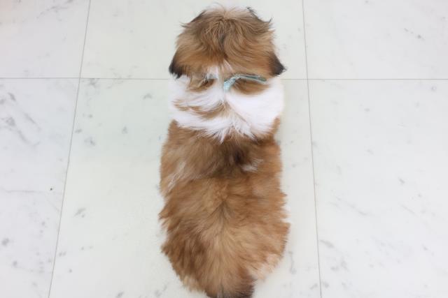 高知県のシーズー (Coo&RIKU高知御座店/2026年2月1日生まれ/男の子/ゴールドホワイト)の子犬の4枚目の画像