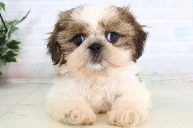 福岡県のシーズー (Coo&RIKU大牟田店/2026年2月1日生まれ/女の子/ゴールドホワイト)の子犬の1枚目の画像